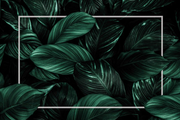 Obraz na płótnie Canvas Spathiphyllum cannifolium concept, green abstract texture with white frame, natural background, tropical leaves in Asia and Thailand.