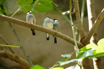 three little birds sitting in a tree