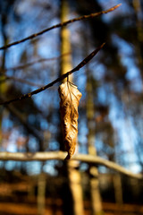 Brown autumn leaves on tree in forest with shallow depth of field 