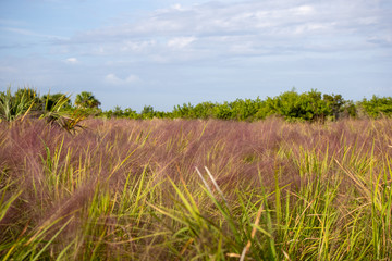 Fototapeta na wymiar Field of pink muhly grass below a vibrant blue sky with many clouds