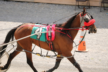 horse in harness race