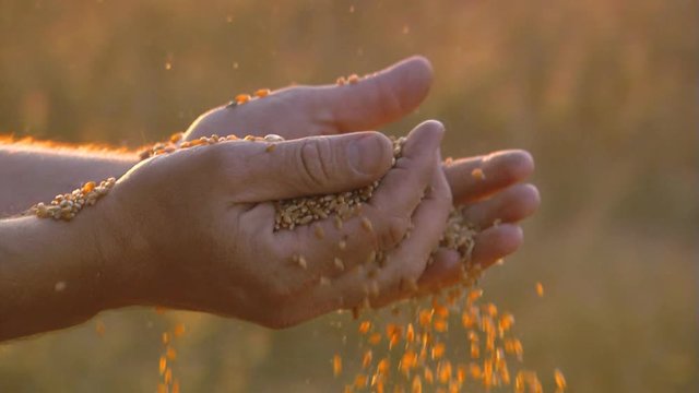 Man hands with wheat