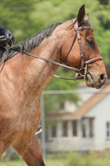 Obraz premium portrait of a horse