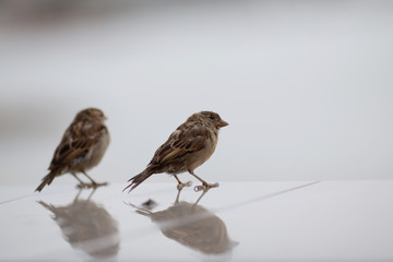 sparrow bird sits on a light background