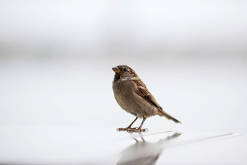 sparrow bird sits on a light background