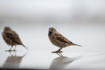 sparrow bird sits on a light background