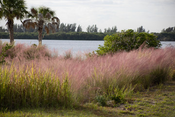 Field of pink muhly grass along water with palm trees