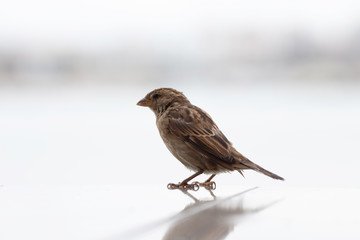 sparrow bird sits on a light background
