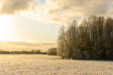 Trees in a field in winter