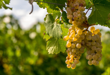 Close up image of wine grapes hanging on the vine ready for harvest