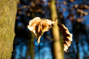 Brown autumn leaves on tree in forest with shallow depth of field 