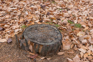 切り株と落葉
