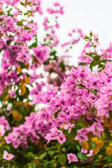 purple bougainvillea flower