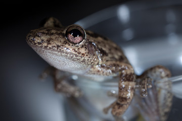 A frogg in a cup of water.