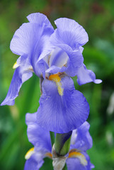 Close up of purple iris flower