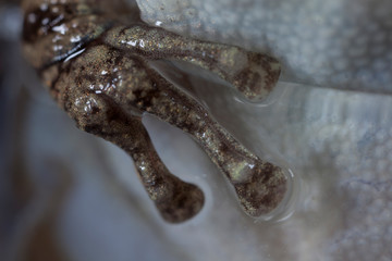A close up of a frogs foot.
