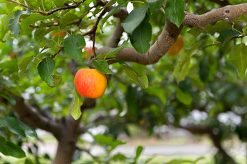 A single peach in a tree ready for harvest on a farm.