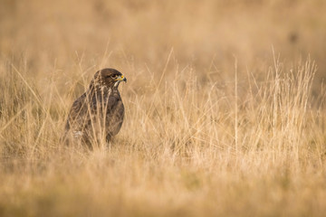 The Common Buzzard, Buteo buteo is sitting in the dry grass in autumn environment of wildlife....