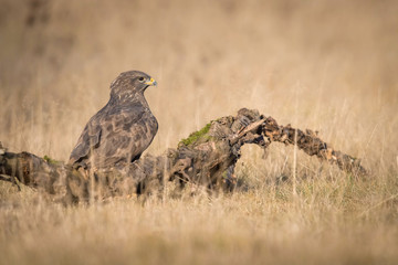 The Common Buzzard, Buteo buteo is sitting in the dry grass in autumn environment of wildlife. Golden light..