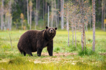 The Broown Bear, Ursus arctos is looking what to do. The Brown Bear is standing in the grass. In the background are trees, typical Nordic environment of Finland
