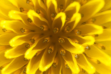 Close-up of a yellow flower.