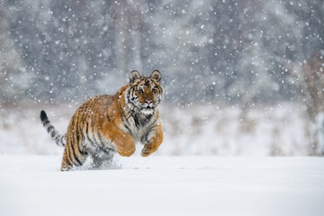 The Siberian Tiger, Panthera tigris tigris is running in the snow, in the background with snowy trees