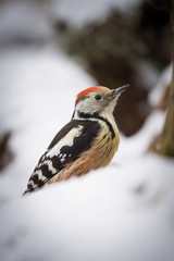 The Middle Spotted Woodpecker,  Dendrocoptes medius is sitting on the branch, somewhere in the forest, colorful background and nice soft light, winter picture with the snow