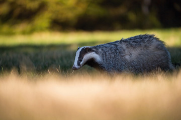 European badger, Meles meles is in the forest, interesting soft light © Petr Šimon