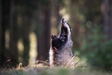 European badger, Meles meles is in the forest, interesting soft light © Petr Šimon