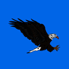 bald eagle in flight