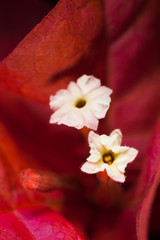 Obraz na płótnie Canvas Close-up of the flamboyant flower
