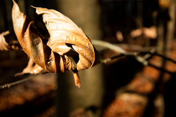 Brown autumn leaves on tree in forest with shallow depth of field 