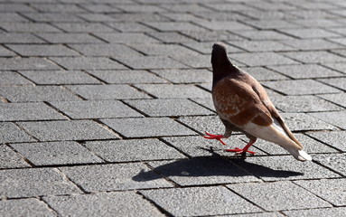 Braune Taube allein in der STADT