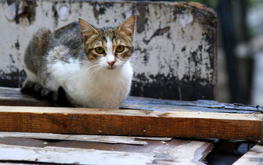 Katze in einer Gasse von Beirut
