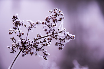 plant with spider web covered with a layer of ice caused by frozen fog. Fog in blurry background. ice crystals