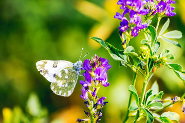 Butterfly on clover flower in sunny weather_