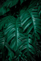 Fototapeta na wymiar tropical leaves, dark green foliage in jungle, nature background