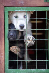Zwei traurige Hunde hinter Gittern eingesperrt
