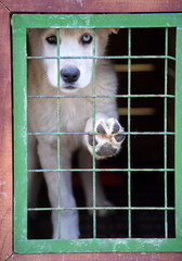Trauriger, weißer Hund hinter Gittern