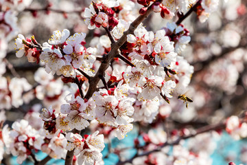 Apricot branch with abundant flowers in sunny weather_
