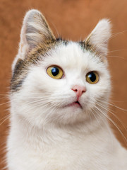 Cute white cat with an interesting look on a light brown background_