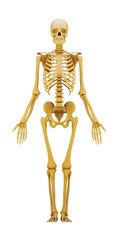 human skeleton isolated on a white. 3d render