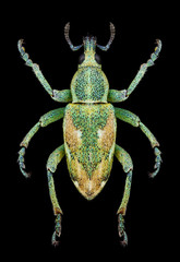 Beetle Coniatus tamarisci on a black background