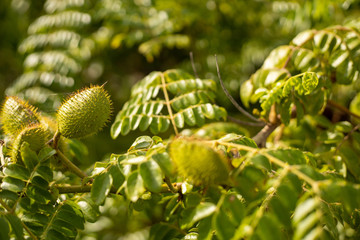 Caesalpinia bonduc, also known as grey nickernut, growing in the wild with new pods