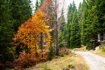 autumn in Asiago nine