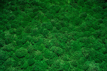 Wall of natural moss stock photo  