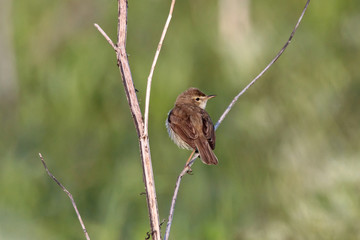 Booted warbler iduna caligata sitting on stick of grass. Cute little meadow songbird in wildlife.