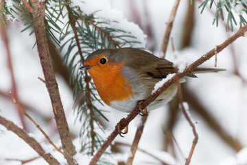European Robin - Erithacus rubecula sitting, perching in snowy winter, spruce with the snow in the background,  simply as robin or robin redbreast in the British Isles, small insectivorous passerine b