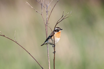 Whinchat (saxicola rubetra) male sitting on grass. Cute little common bright meadow songbird. Bird in wildlife.