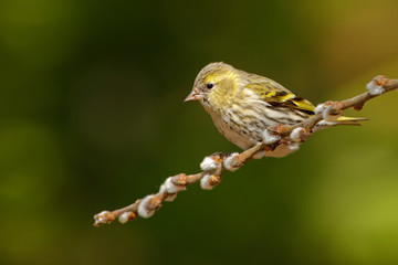 Eurasian Siskin - Spinus spinus sitting - male on the branch,  small passerine bird in the finch family Fringillidae. It is also called the European siskin, common siskin or just siskin